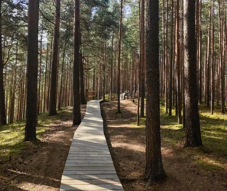 Peaceful boardwalk trail through a serene pine forest in Rannametsa, Estonia.